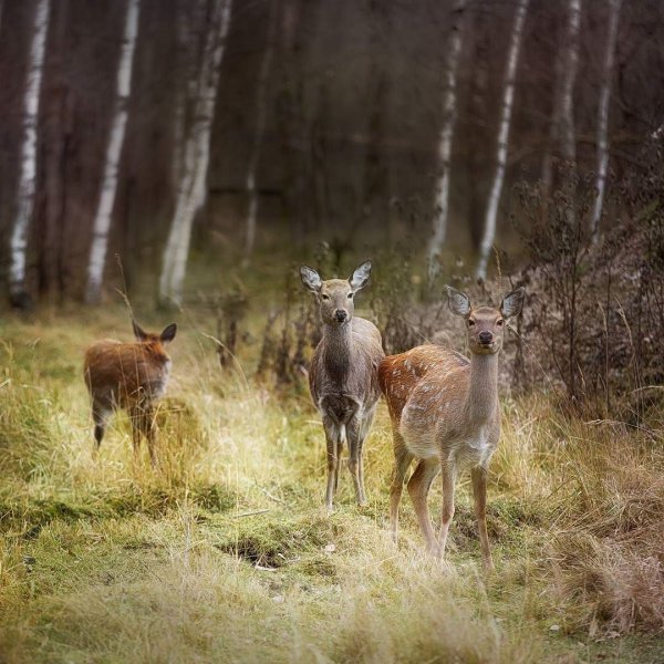 Мещерский заповедник в Рязанской