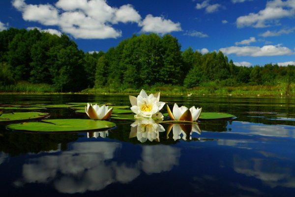 Парк Мещера Рязань