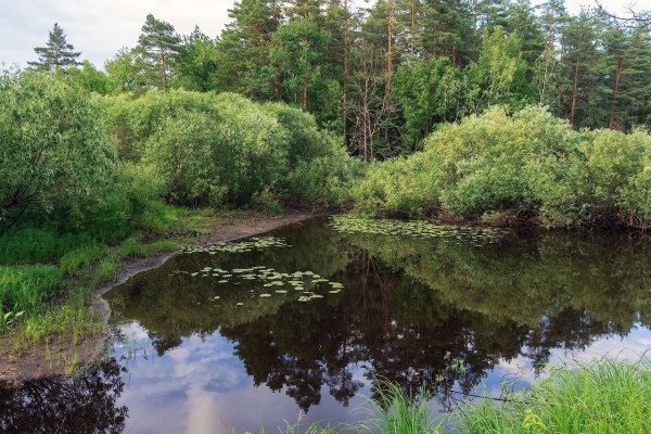 Мещерский заповедник в Рязанской области