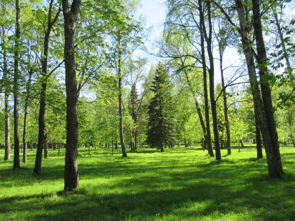 Питер Приморский парк Победы