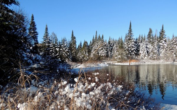 Зимний лес с рекой