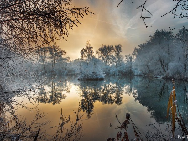 Отражение деревьев в воде