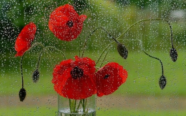 Цветы под дождем