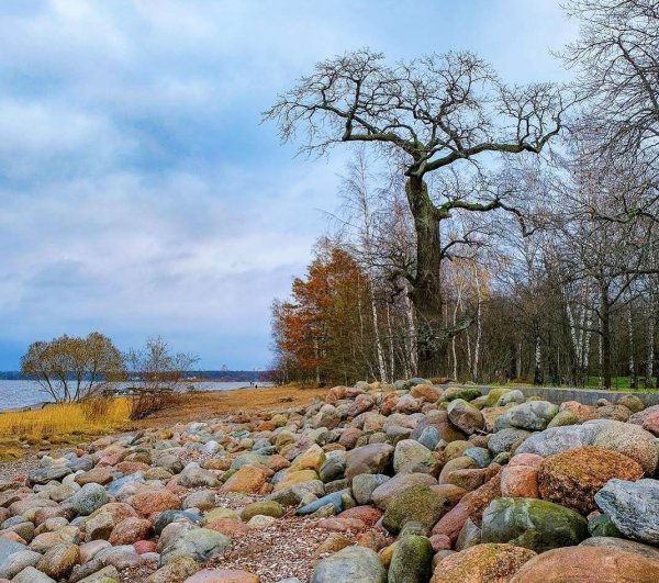 Парк Дубки Санкт-Петербург
