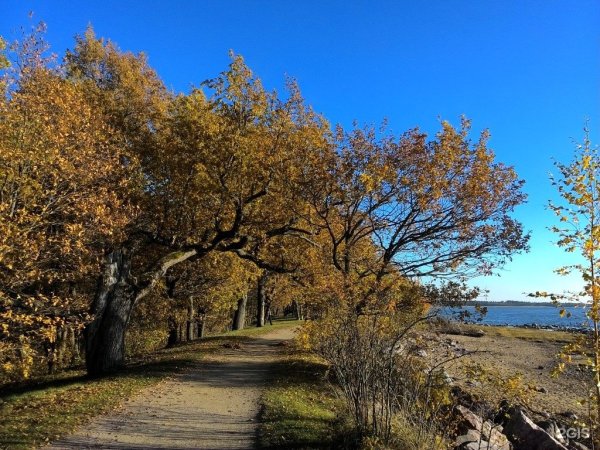 Сестрорецкие Дубки парк