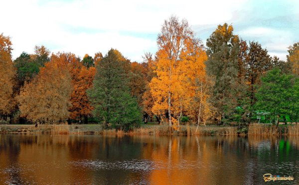 Дубки Сестрорецк