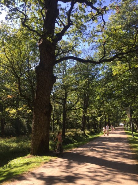 Парк Дубковский Сестрорецк