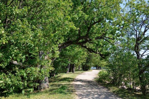 Дубки Сестрорецк