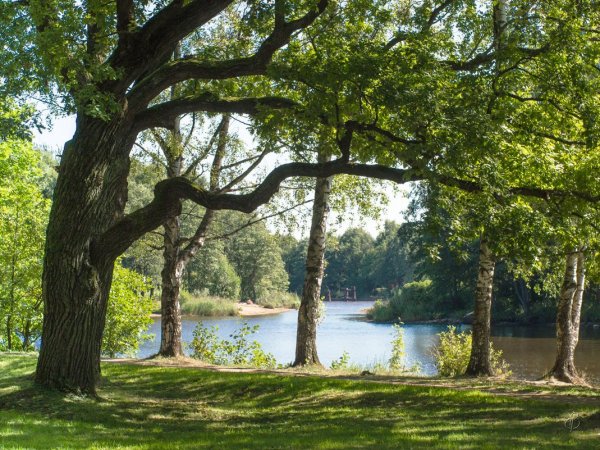 Парк Дубки Санкт-Петербург Сестрорецк