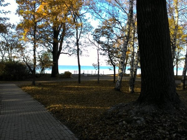 Дубки Сестрорецк