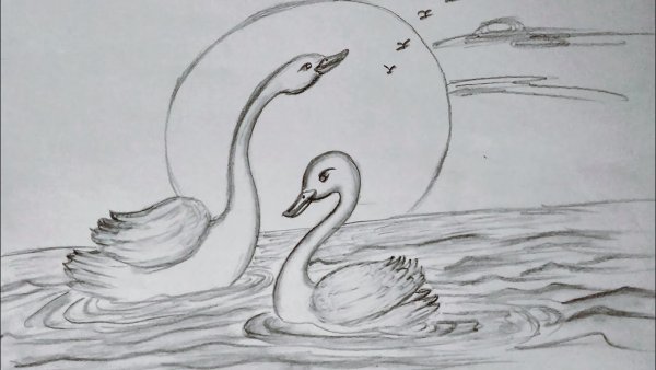 Лебедь рисунок карандашом