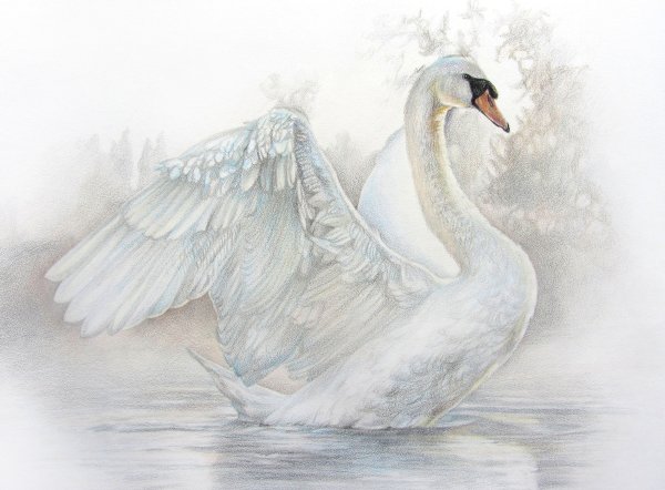 Лебедь рисунок карандашом