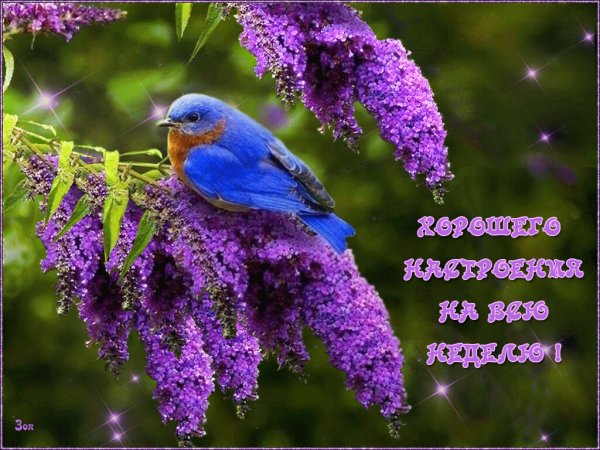 Удачного дня природа