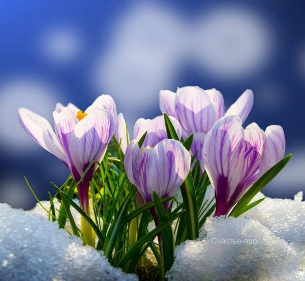 Скоро Весна картинки красивые