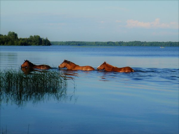 Валдайский национальный парк озеро Велье