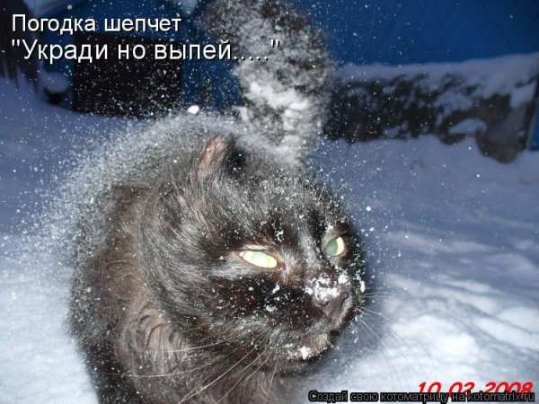 На улице метель прикольные