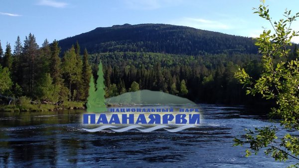 Паанаярви национальный парк лого