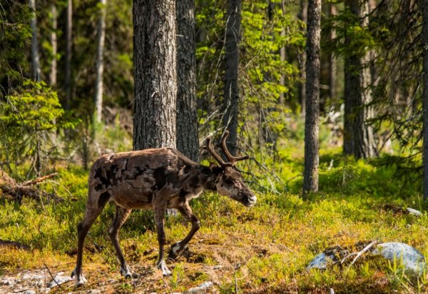 Паанаярви национальный парк