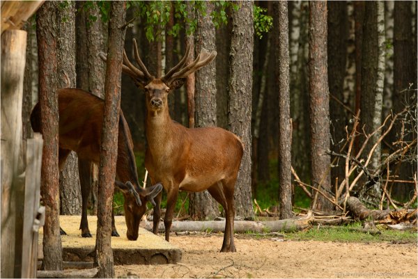 Припятский Лось