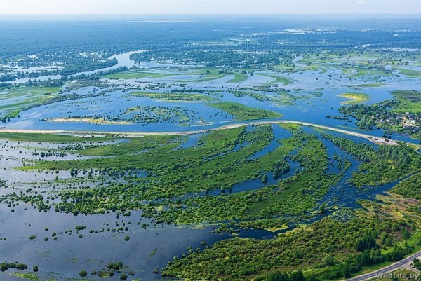Парк Припятский Беларусь
