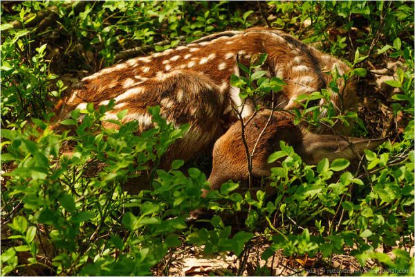 Животные Припятского национального парка