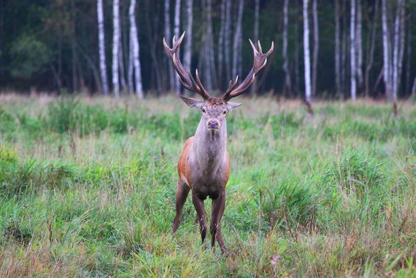 Национальный парк Припятский