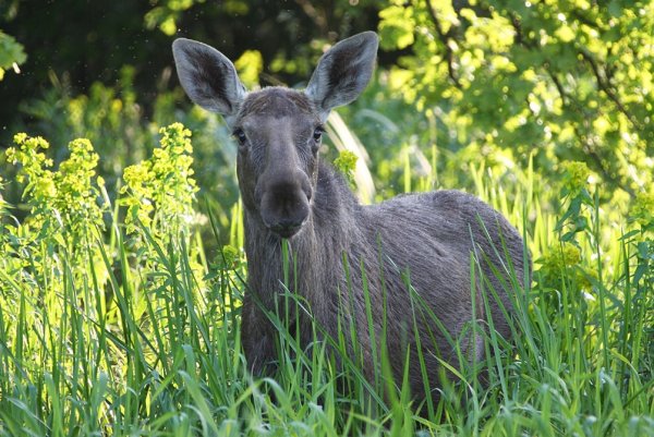 Национальный парк Припятский