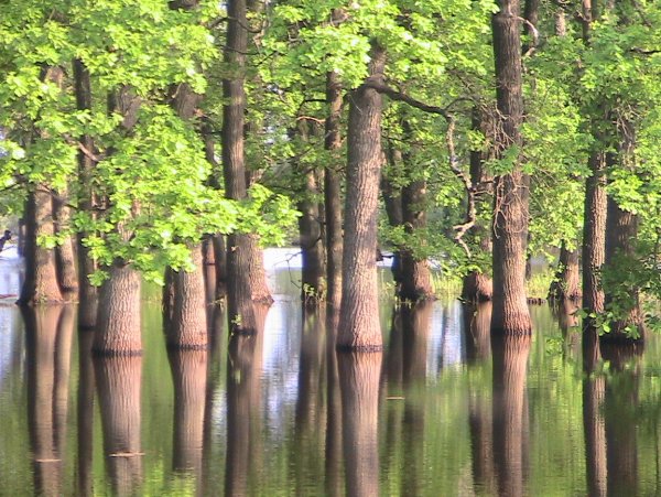 Национальный парк Припятский