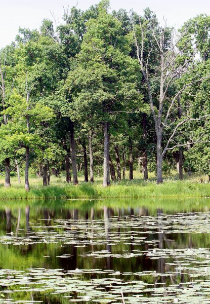 Парк Припятский Беларусь