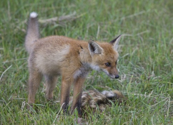 Животные Припятского национального парка