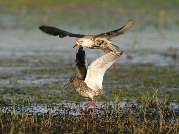 Припять заповедник
