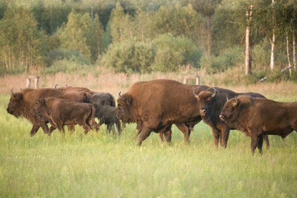 Национальный парк Припятский