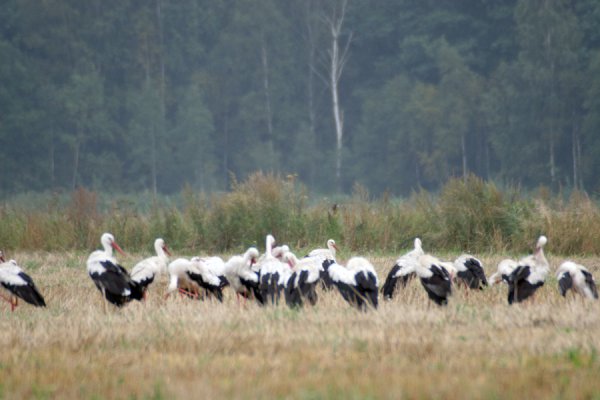 Национальный парк Припятский