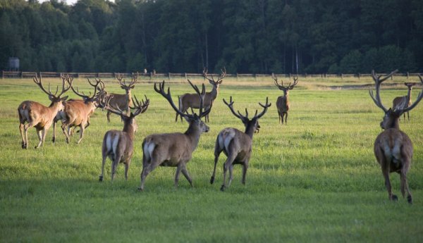 Нацыянальны парк прыпяцки