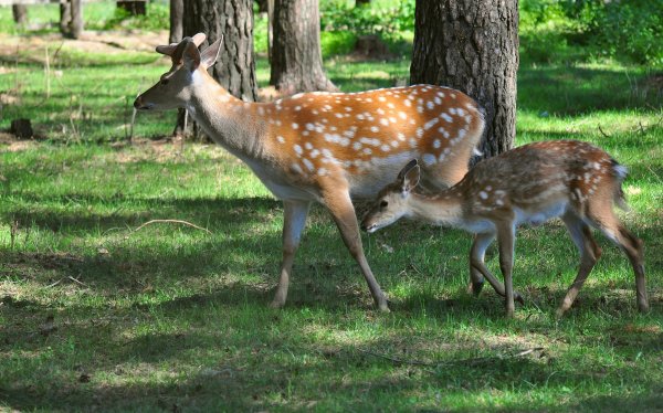 Животные Припятского национального парка