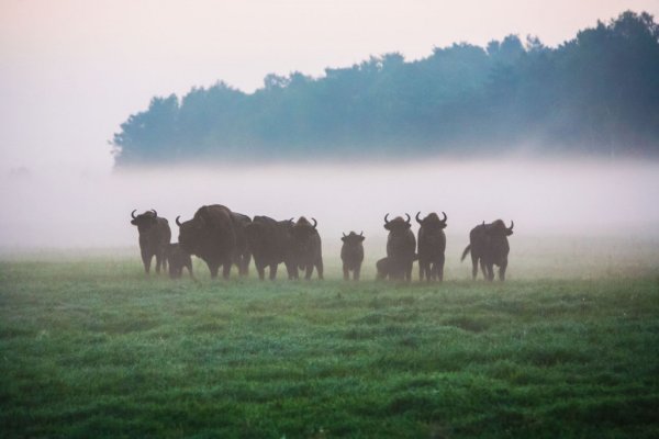 Бронислав Припятский