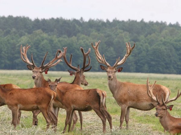 Животный мир Полесья Беларусь