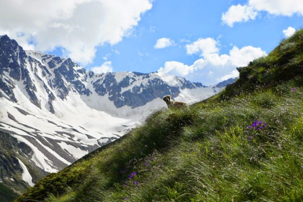 Гора Эльбрус национальный парк Приэльбрусье