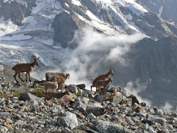 Национальный парк Приэльбрусье животные