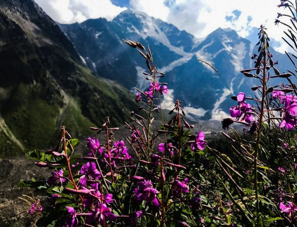 Приэльбрусье национальный парк растения