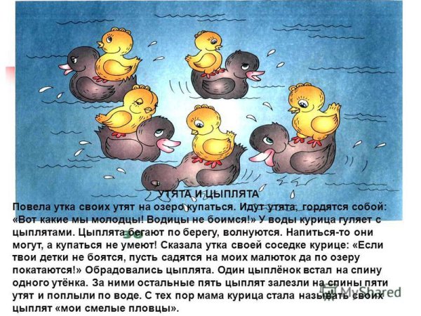 Рассказ добрая утка