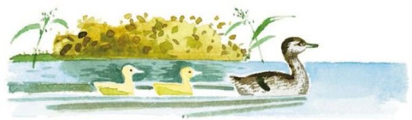 Рисунок к рассказу ребята и утята пришвин