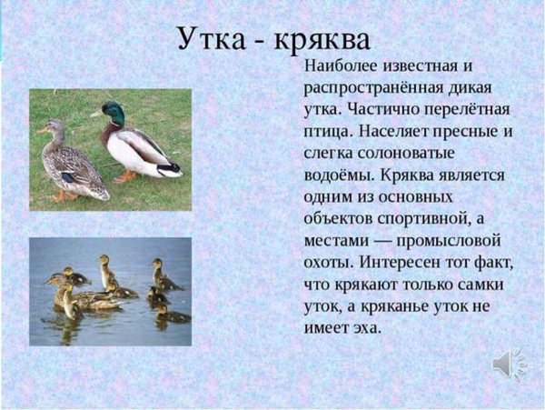 Утка кряква перелётная птица