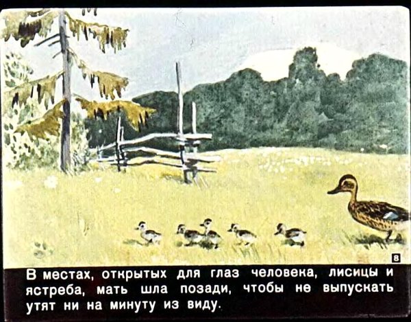 Пришвин ребята и утята 2 класс
