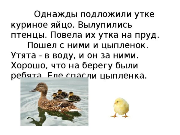 Однажды у уточки вывелись утята