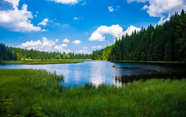 Лесное озеро (Forest Lake)