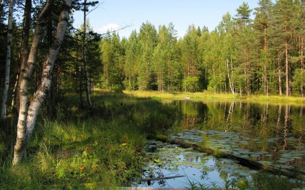 Сосновый лес в Дарвинском заповеднике