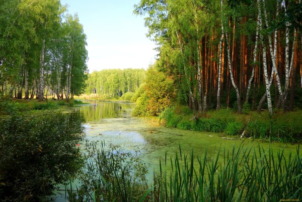 Березовая роща Тюмень