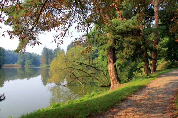 Лесное озеро Сестрорецк