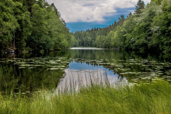 Лесное озеро (Forest Lake)